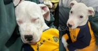 "Es nuestra hijita, se la robaron": familia salteña ofrece recompensa por Nala
