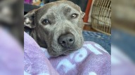 Tennessee Woman's Jaw Drops When Vet Exposes The Real Story Behind Her Pup's $400 Diagnosis