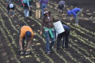 New York Farms at Breaking Point Over ICE Raids: 'No One Wants to Do Manual Labor Anymore'