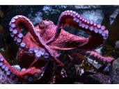 California fans bid farewell to beloved B.C. octopus Ghost in final stage of life