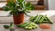 Cuál es la legumbre que ayudará a que tu árbol de jade se mantenga sano y resistente
