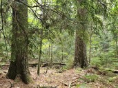 Pines at the tip of Michigan peninsula joins network of old