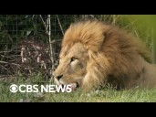 Animal stories from around the world this week