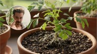 Rafa Monzón, experto en plantas: “Las macetas de cerámica no son mejores que las de plástico”