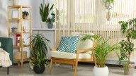 5 plantas XL para tu living que están de moda y que le dan un aire sofisticado a tu hogar