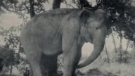 A circus elephant, a tragedy and advice for the ages