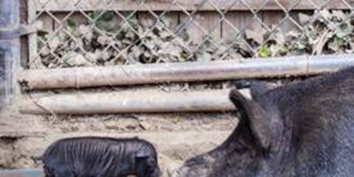 Ethel and Harry Plopper welcome 7 piglets at Connecticut’s Beardsley Zoo
