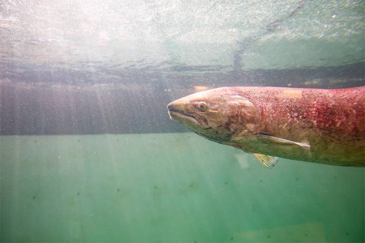 Getting below the surface on the Whitehorse Fish Ladder salmon numbers