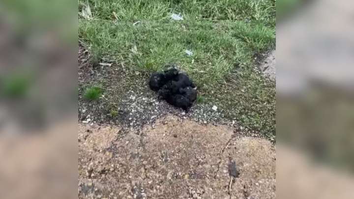 Missouri Bus Driver Sees Something Fluffy And Moving On The Road, Then Finds Out What It Is