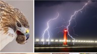 Lightning over lighthouse, red-tailed hawk, storm of candy lead Celebrate Michigan winners