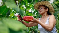 Putumayo apuesta por el cacao para reemplazar 1.500 hectáreas de coca