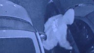 Young vandals caught on camera smashing 12 cars at Sidney dealership