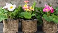 Justo ahora que se acerca la Primavera: con cualquiera de estas plantas tu casa siempre tendrá rico olor