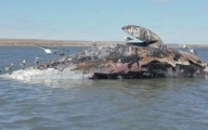 Crisis silenciosa en México: 92 ballenas grises muertas en Baja California Sur