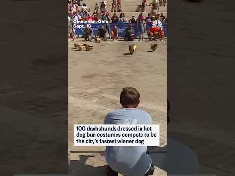 The fight to be the fastest wiener dog in Cincinnati