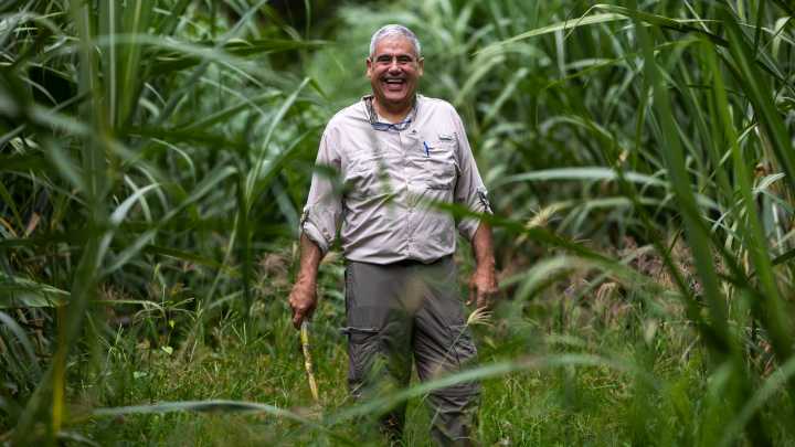 "Locos por ver el valle sembrao": buscan revivir industria de la caña en Yabucoa