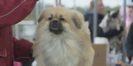 Fact Finders: Renter questions legality of pet deposits and related fees