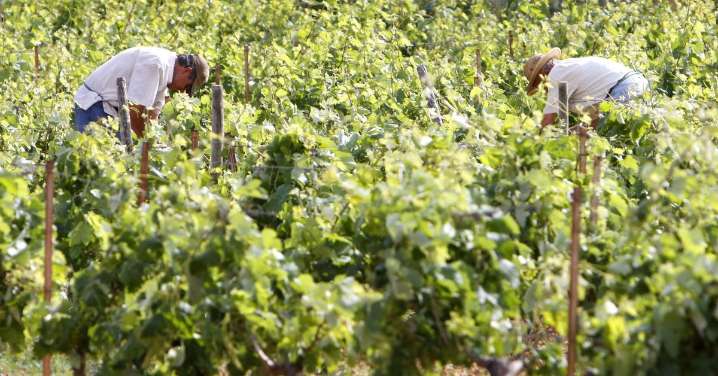 Las rutas del vino en Granada que no te puedes perder: visitar bodegas en plena temporada