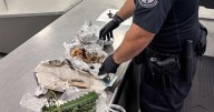 Traveler found with skull and other human remains at Tampa International Airport