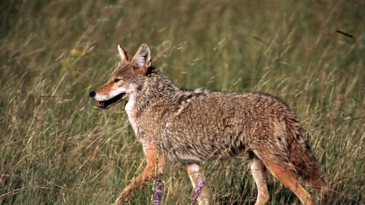 Earth Notes: Coyote Calls