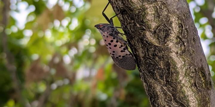 Invasive spotted lanternfly found in Knox County, TN agriculture department says
