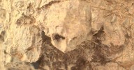 Life on Mars? Turtle-shaped rocked spotted on the Red Planet