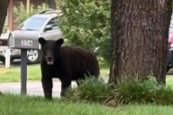Bear or no bear? Maryland wildlife officials get a report of a sighting in Prince George’s Co.