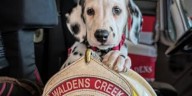 Waldens Creek Volunteer Fire Department welcomes new mascot