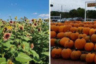 NJ fall fun means sunflowers, corn mazes and pumpkins
