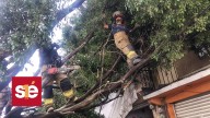 Bomberos retiran árbol de 20 metros caído en Ciudad Azteca, Ecatepec