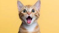 Casi nadie se da cuenta y es importante: el gesto que hace tu gato que pone en alerta a los expertos