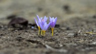 Primeros brotes verdes tras los incendios, descienden las víctimas en la carretera y otras buenas noticias de la semana