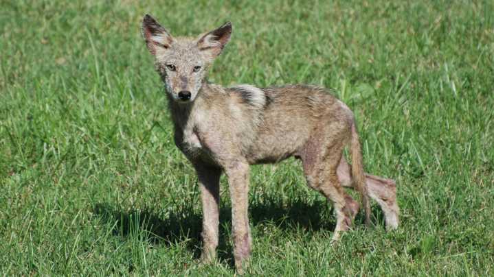 The Common Yard Feature That Could Be Attracting Coyotes To Your Yard