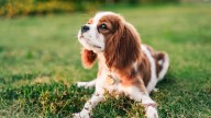7 dog breeds that make perfect companions for retirees according to experts