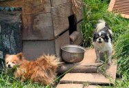 ¡Desalmados! Desmantelaron criadero en el Oriente antioqueño que explotaba decenas de perritos