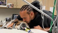 Lewis Hamilton dice que la muerte de su perro Roscoe es "una de las experiencias más dolorosas"