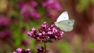 Investigación prende las alertas: las mariposas podrían perder sus refugios climáticos con olas de calor extremas