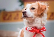Reconocer al perro Pastor Chiribaya como Patrimonio Cultural es tema de interés nacional