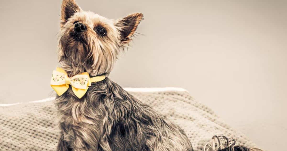 Thinking About a Yorkie? 7 Things to Know Before You Commit