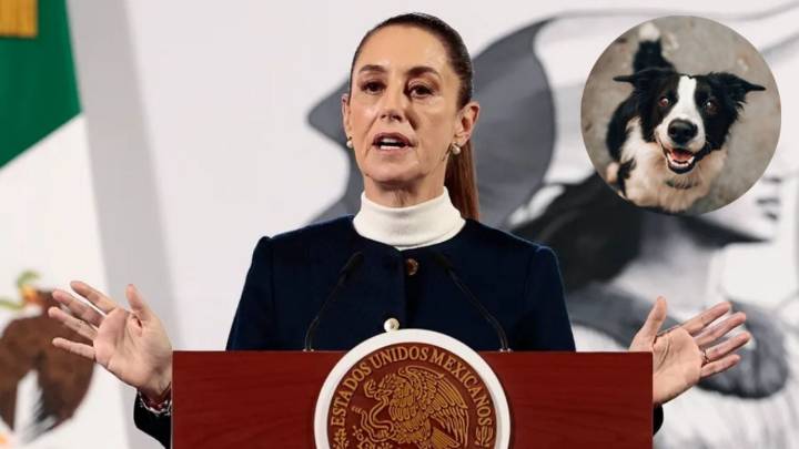 Sheinbaum pide al gobierno de Nuevo León atender casos de maltrato animal
