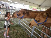 Photo Gallery: International Festival