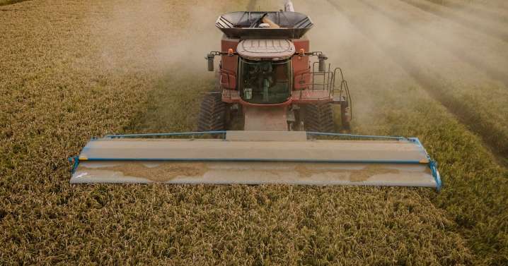Precios del arroz tocan mínimos de 2017 y ponen en jaque a productores de América Latina
