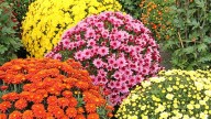 La planta que llenará de flores tu jardín en primavera con los colores más lindos