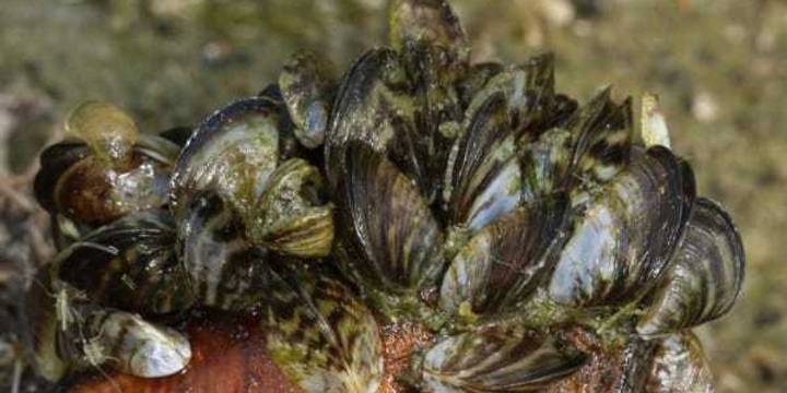 Invasive zebra mussels pose fresh threat to Texas waters