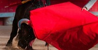 PETA exige cancelar corrida de toros del 30 de septiembre en la Monumental de Morelia