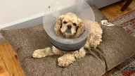 Midcoast couple's dog survives attack, calls for awareness and reform