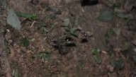 Sneaky Spiders Can Turn Trapped Fireflies’ Glow Into A Handy Hunting Tool
