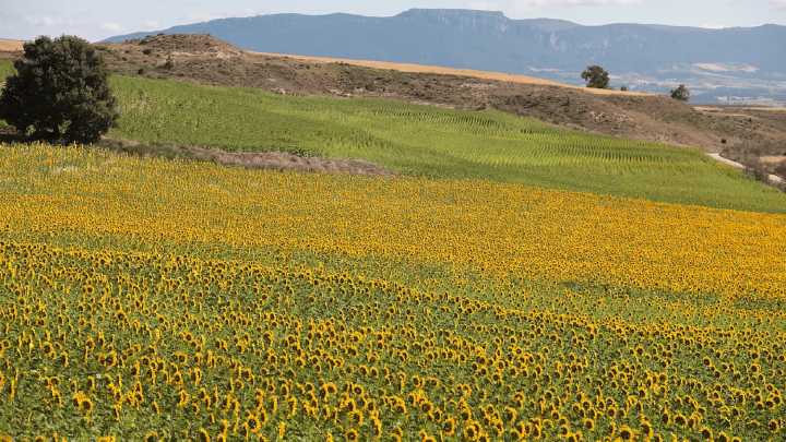Este pueblo burgalés presume del mayor mar de girasoles de España y casi nadie lo sabe