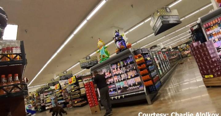 WATCH: Bear seen running around grocery store in Oro Valley