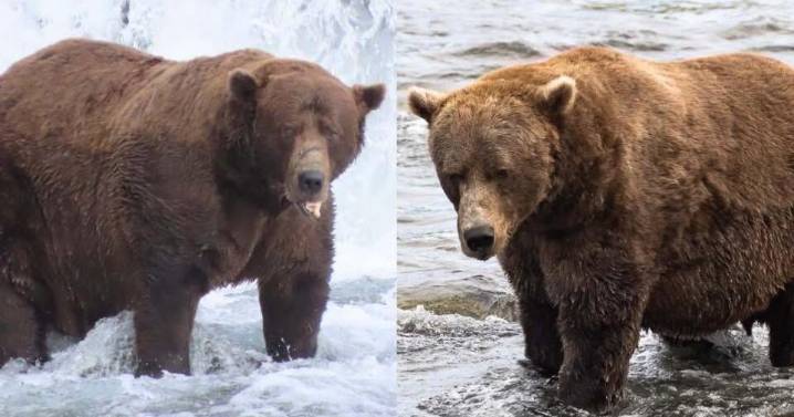 Last day to vote for Fat Bear Week: 32 Chunk vs. 856